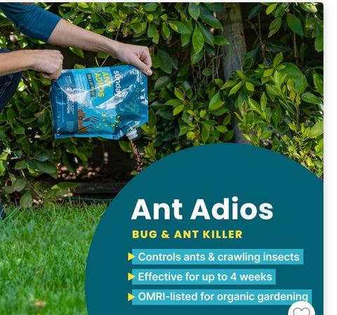 Sunday 2lbs Ant Insect and Ant Killer